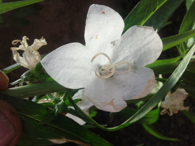 Platycodon grandiflorus cv. (Campanulaceae)